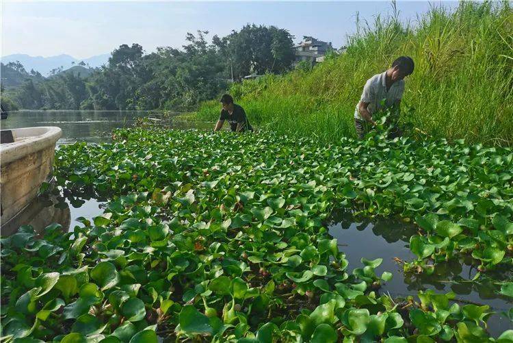 水葫芦入侵杂草,水葫芦的弱点太好笑