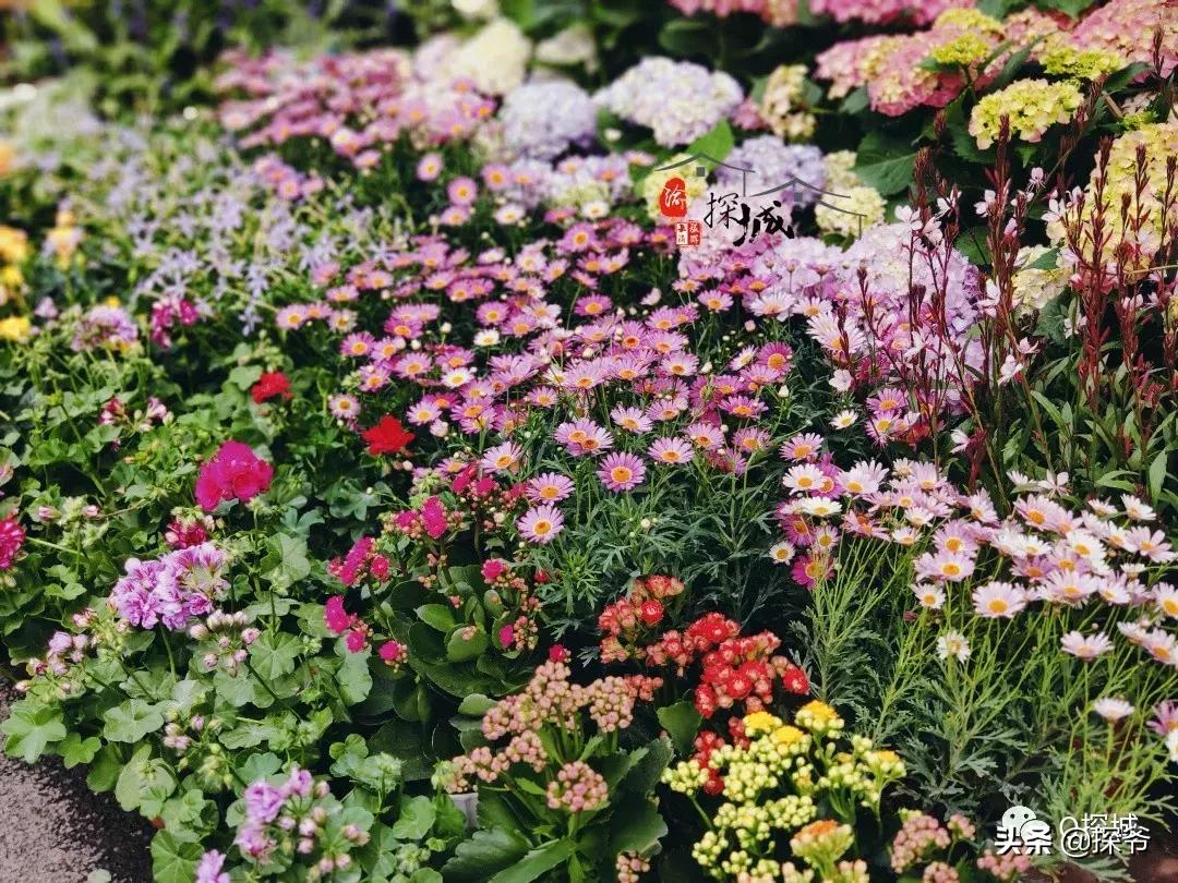 适合遛娃的地方重庆绿色星球,重庆150米神秘花园