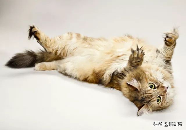 猫咪脚毛剃太多感染,猫咪剪脚毛的前兆