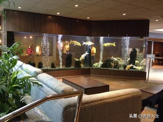 没有梦想的鱼类,新池锦鲤养水正确方法