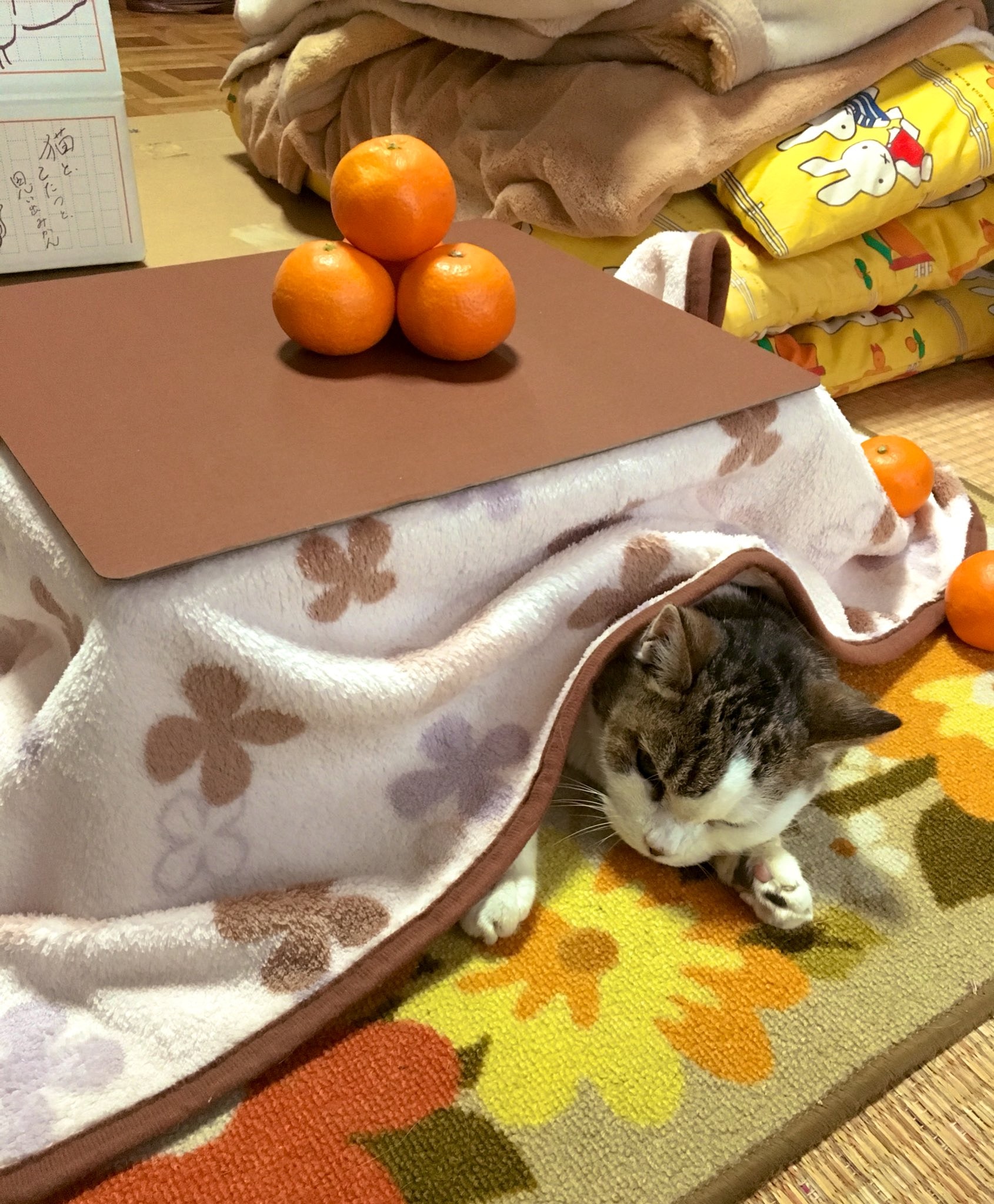 日本网店出奇招拉生意,橘子箱可变成猫用被炉,引得猫奴买箱还橘