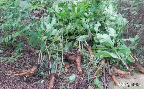 农村电商小伙4年赚100万,农村小伙刚入电商这行投入十几万