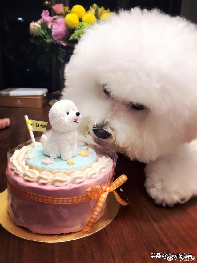 比熊犬挑食怎么办,比熊犬挑食可以吃维生素吗