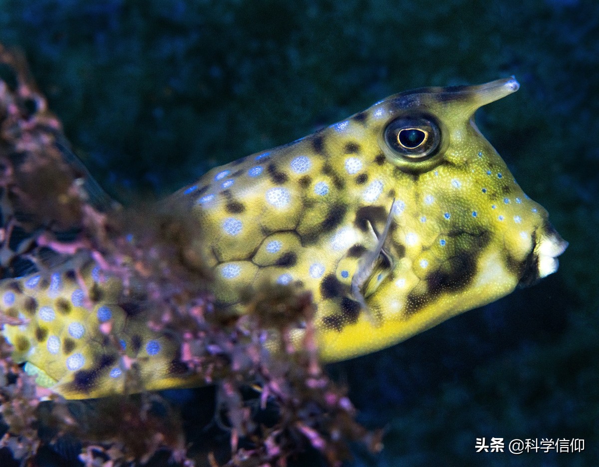 河豚有多美味拼死吃河豚值得吗,现在河豚的毒素还有解药吗