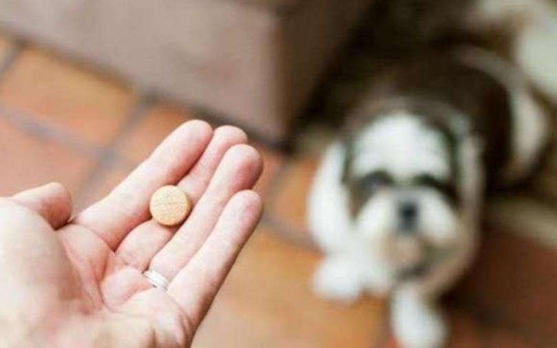 小狗拉暗红色稀水,小狗尿出来黄绿色的