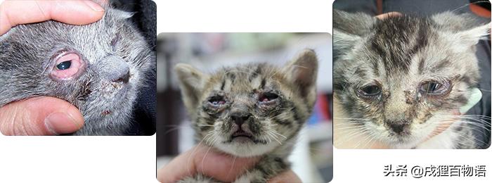 令人闻风丧胆的鼠疫,让猫咪致命的常见物