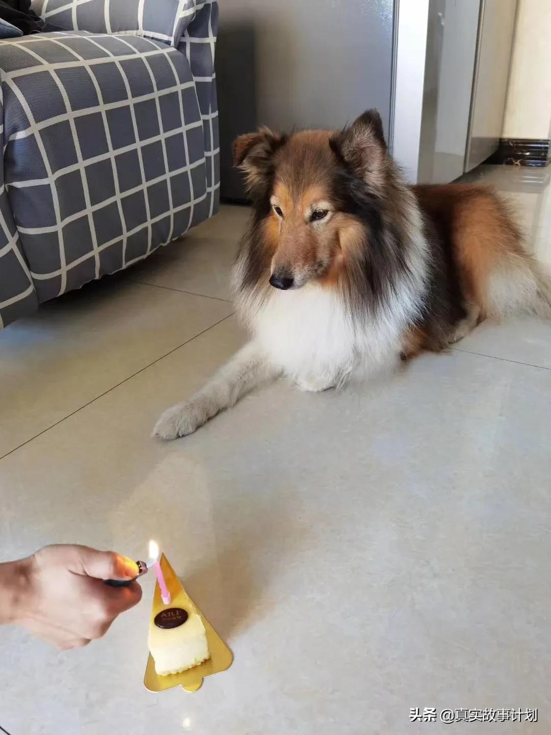 宠物减肥师：一个月花八千元送宠物去机构，制定专属时间表减肥