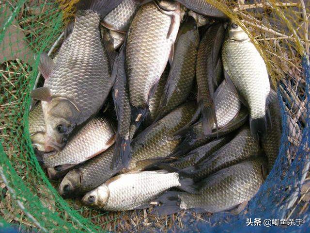 鲫鱼最佳商品饵料,现在鲫鱼爱吃什么饵料