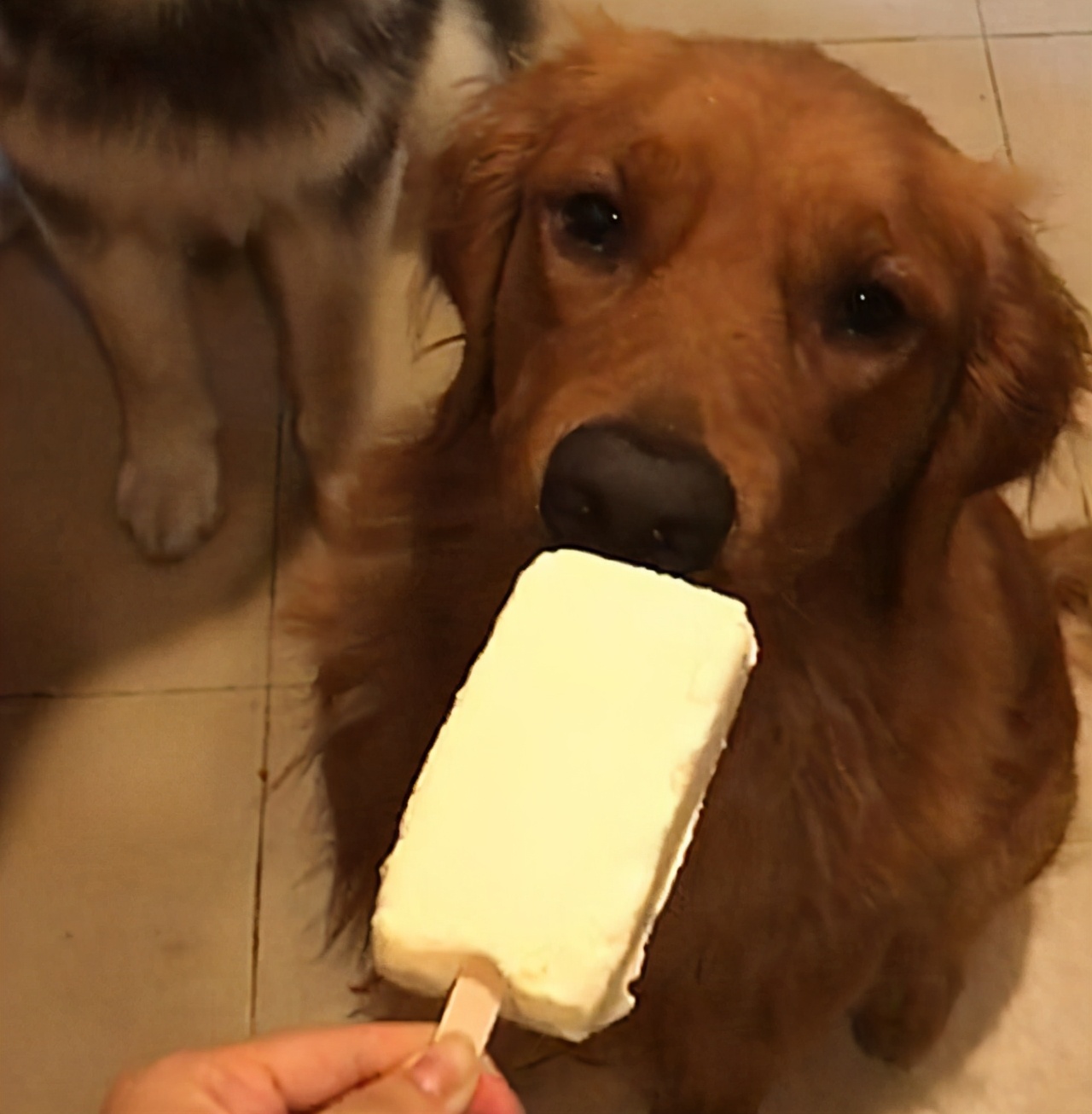 金毛为什么总是拉软便,一个月金毛拉软便怎么办