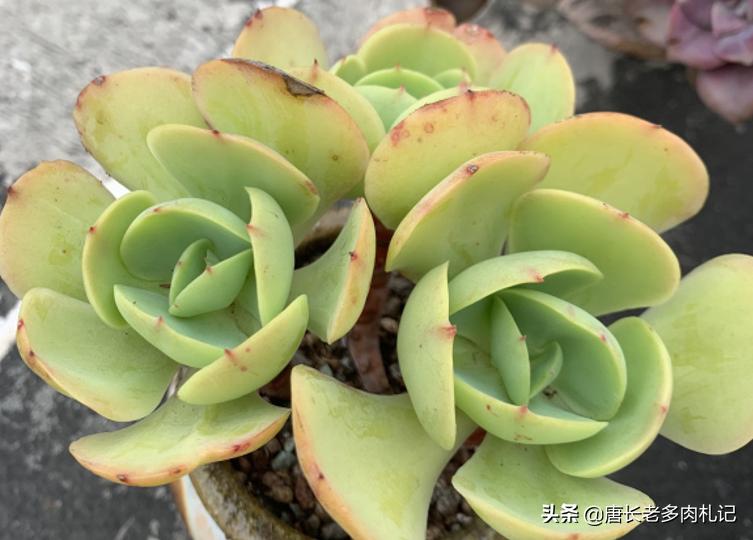 碧桃多肉为什么包不起来,碧桃多肉长得太慢怎么办