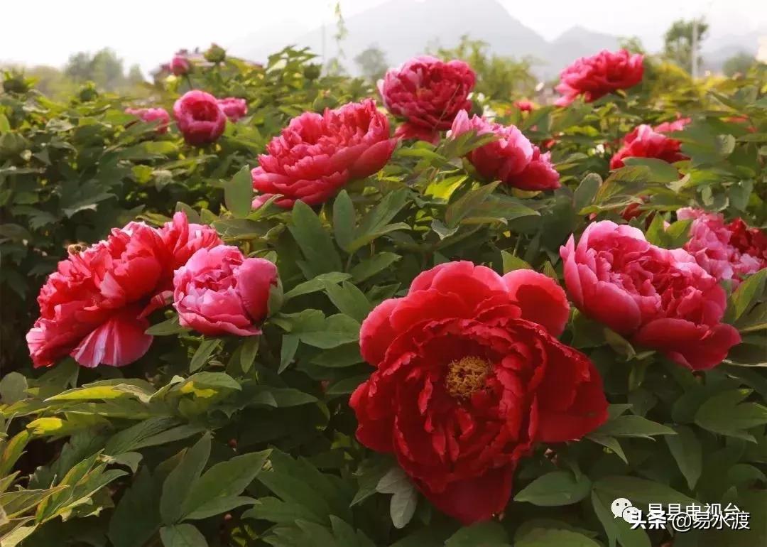 易县好玩,易县谢村文化广场五一