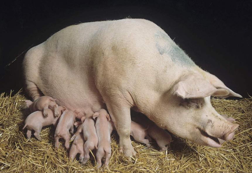 母猪“妇科病”会导致哪些严重后果？如何防治？