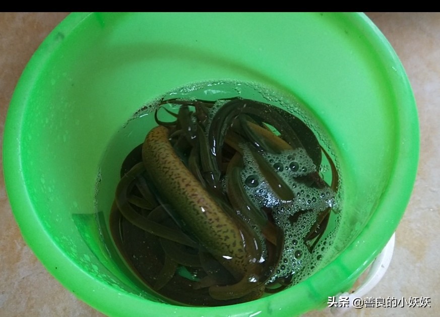 盘龙鳝鱼最正宗的做法,怎样做不过油的香辣盘龙鳝鱼