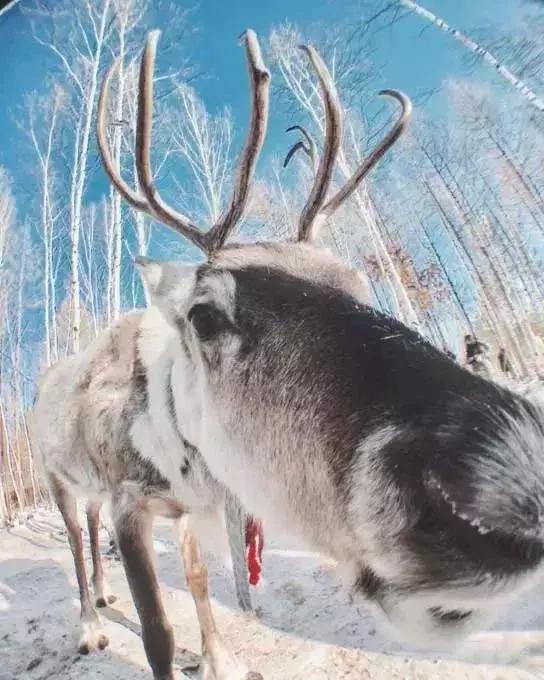 中国最美雪景地方,最适合旅游的雪国