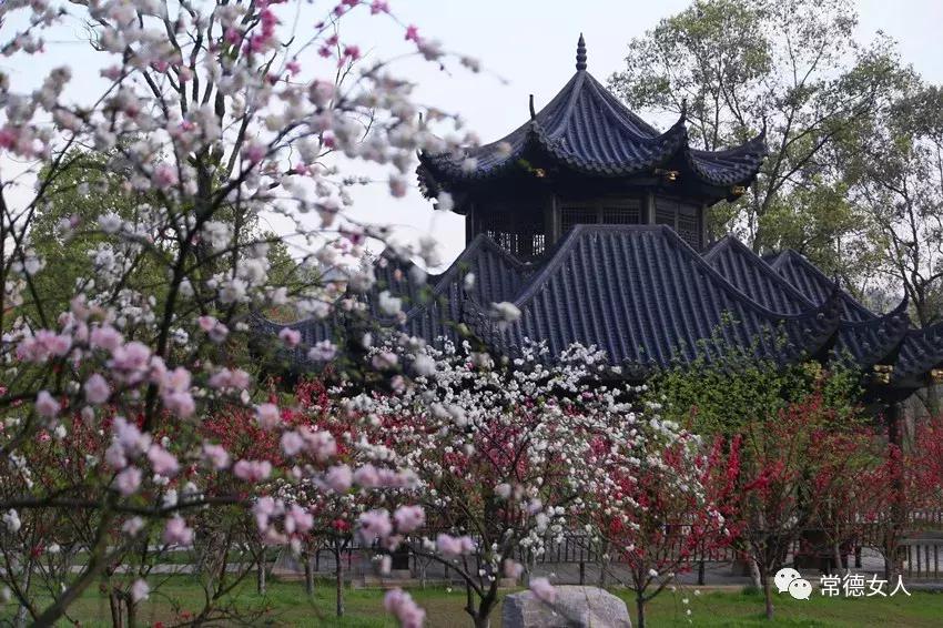 桃花源又见桃花开,盛景等君来,你若不来、花为谁开?