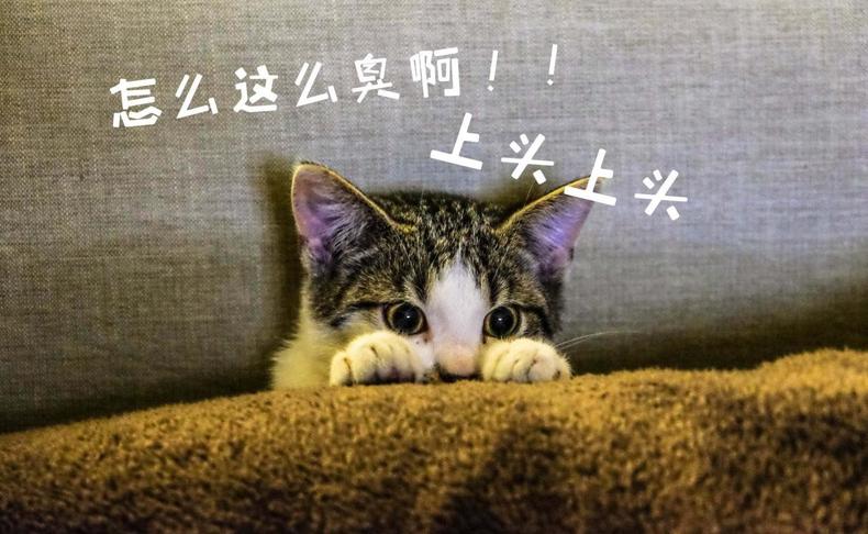 怎么看猫咪粑粑里有没有虫,猫咪软便蹭屎怎么办吃点什么药