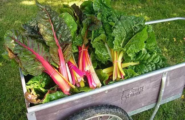 中国有机农业的道路应该如何寻找,有机农业中国农业