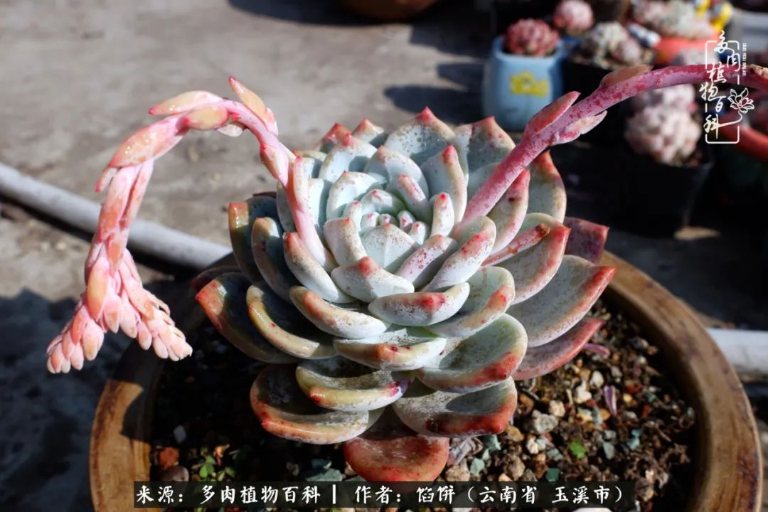 多肉对比图片,多肉对比高清图