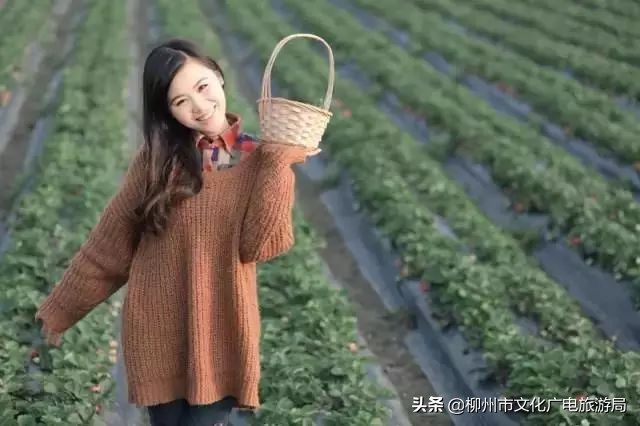 柳州草莓采摘园附近最近地方,柳州附近摘草莓好玩的地方