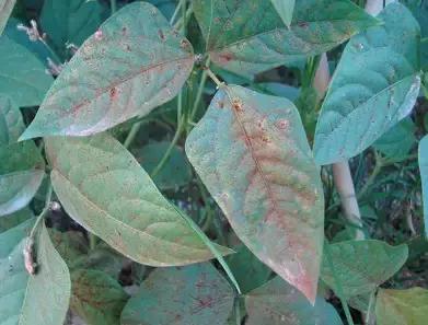 豆角病虫害用什么农药,豆角易发生什么病虫害