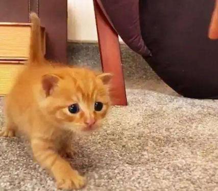 猫咪睁着眼怎么还打鼾,猫咪睁着眼睡觉是什么意思