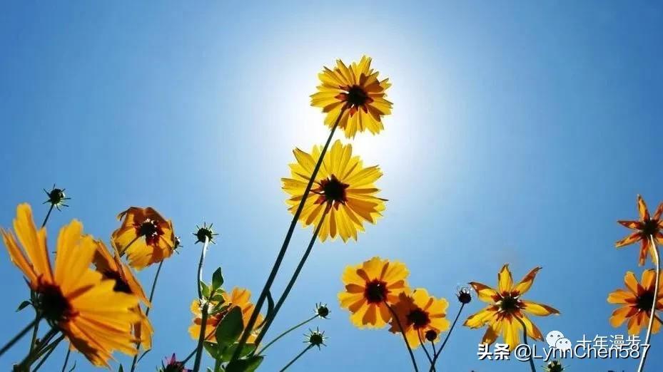 丰盛富足的人有哪些,内心丰盛富足是什么状态