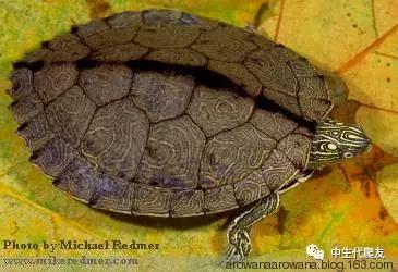 地图龟成体样子,地图龟种类及图解