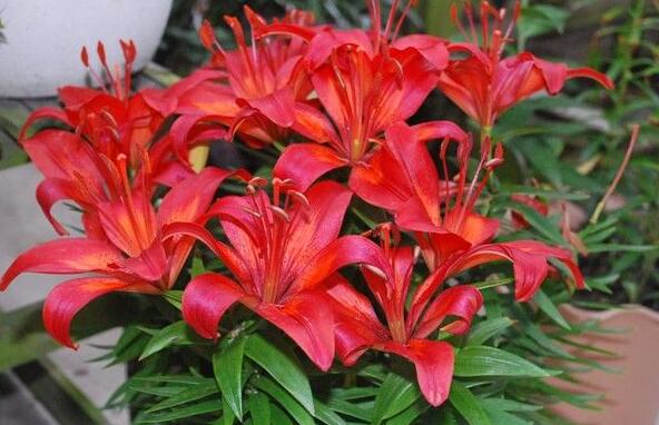 百合花花谢后可以挖出来移栽吗,百合花花谢了还会二次开花吗