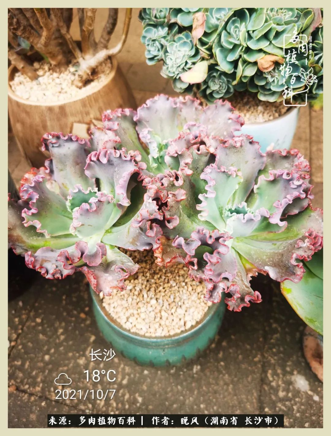 摇身一变成了奶爸,摇身一变成为打工人