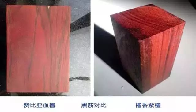 紫檀的真实身份,紫檀最后的样子