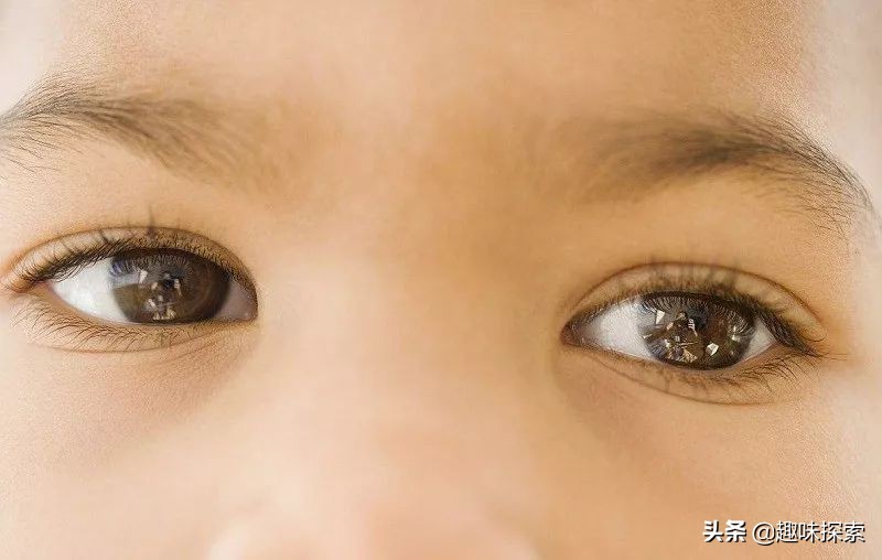 找到图片中隐藏的动物都是高智商,靠眼力找到隐藏的动物