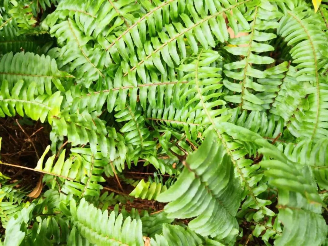 鏈夐姘旂殑鑲捐暔,闇插彴涓婄殑鑲捐暔