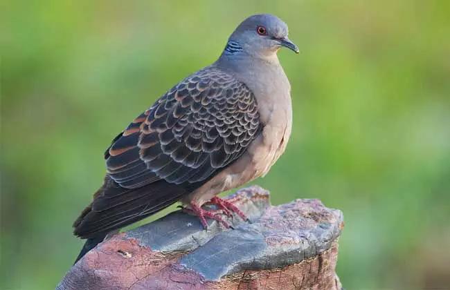 抓蛙捕鸟被判刑,抓青蛙检察院怎么处理