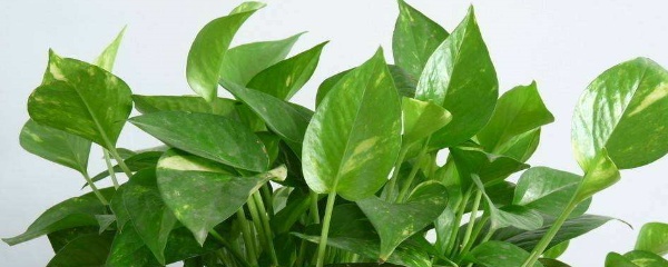 怎么样让绿萝爆盆,怎样让绿萝爆盆