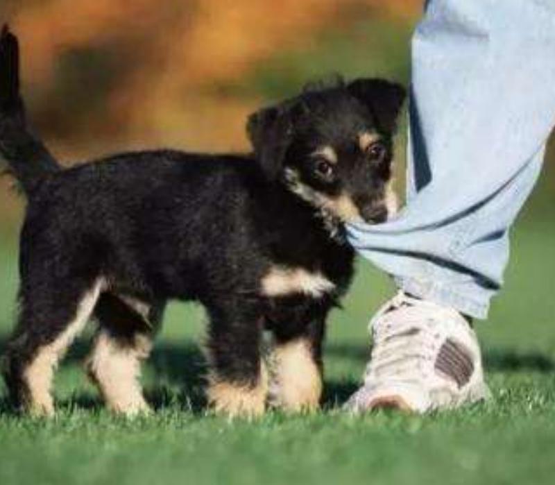 狗狗老是扑人抓人怎么训,狗狗总挑衅其他狗怎么办