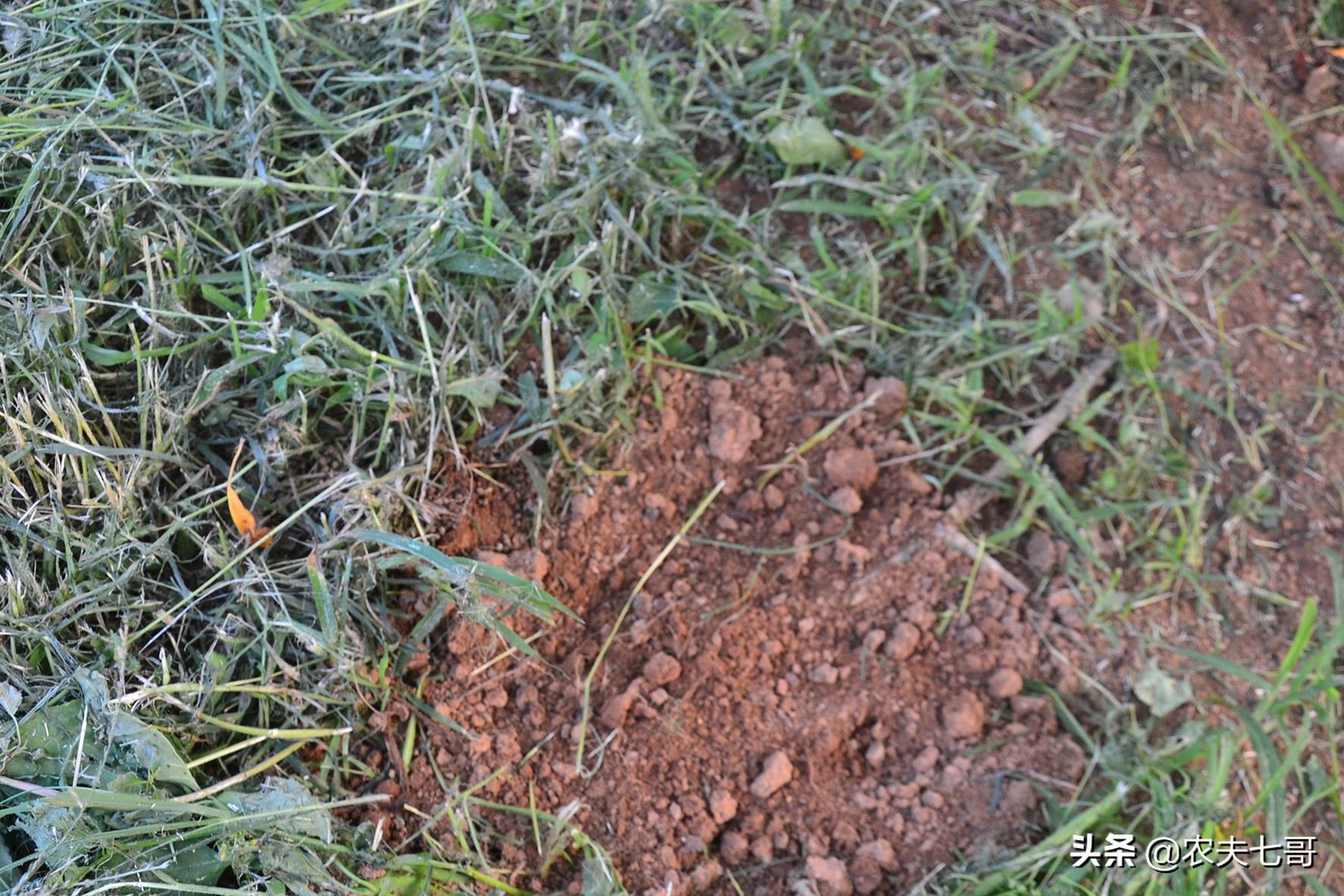 苹果表面质量提升（一）：苹果星点放大的原因及防治措施
