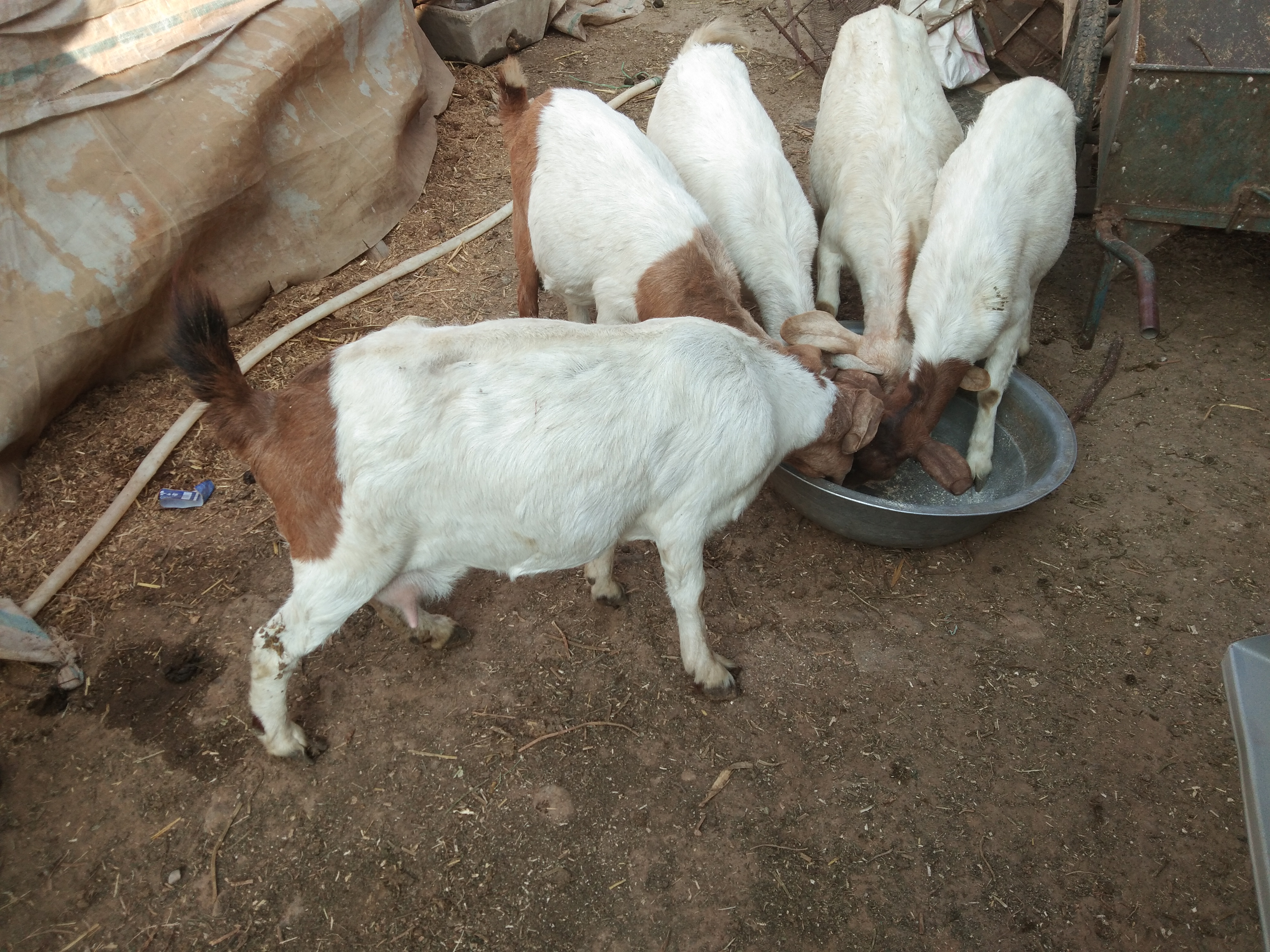 养羊人常用的几种药物汇总，家中常备，以防不时之需（上）