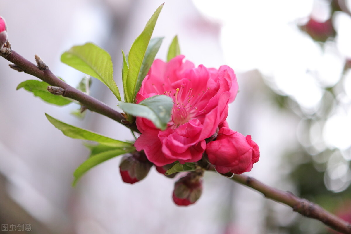 述职报告,转正述职报告