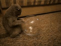 网上都在说猫是液体的，很多人猫奴也认同