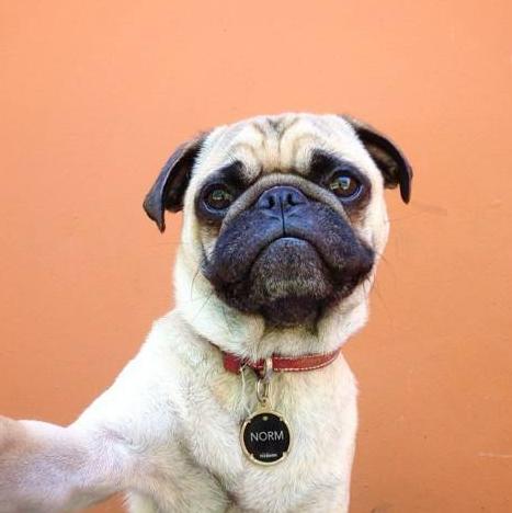 巴哥犬的饲养日常护理很重要,新手养巴哥犬