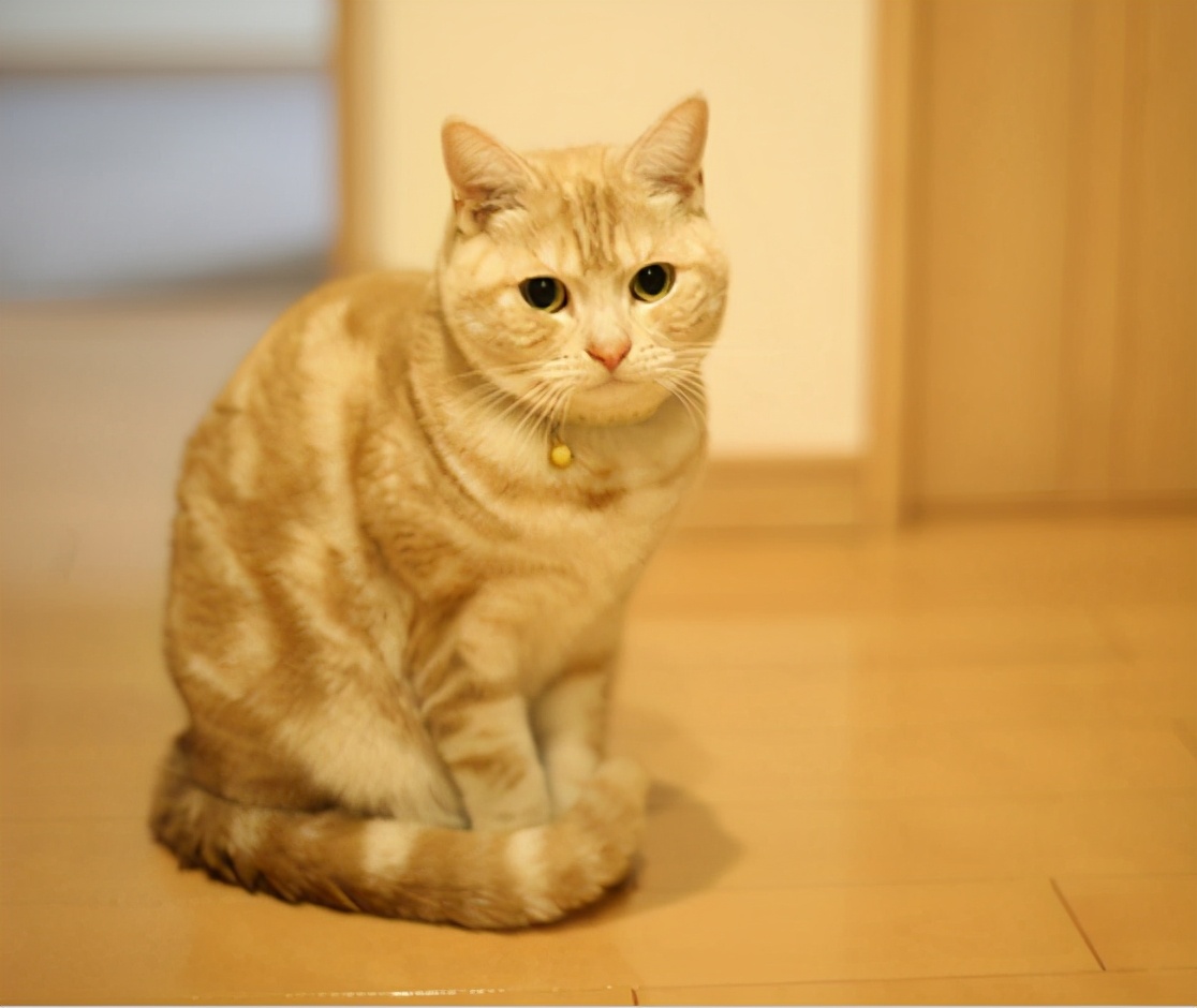 想要一只可爱小猫咪吗,如何训练出一只听话的猫咪