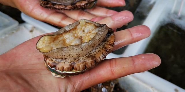 福州最便宜的海鲜渔村,福建海鲜最多的地方是哪里