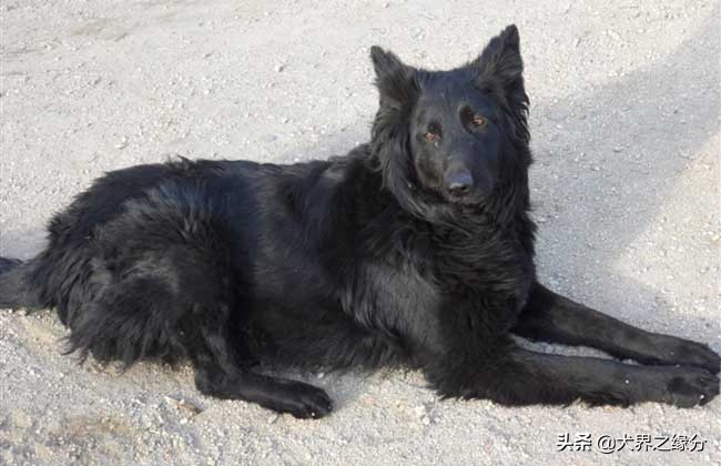 东北人喜欢养的大型犬,东北常见的犬种