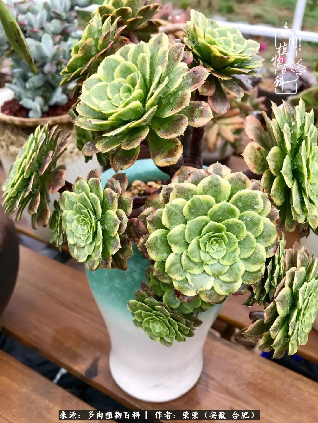 入秋后多肉是露养好还是室内养好,入夏后露养的多肉要搬进室内吗