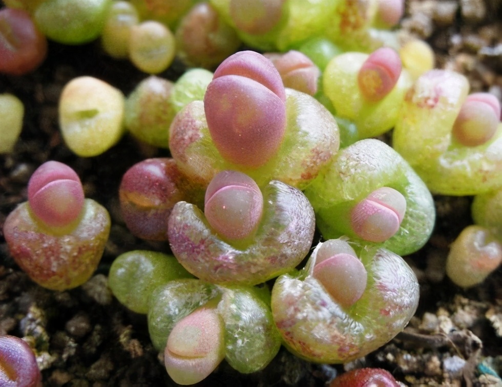 这8样植物可以在家养,家里养的3种常见植物