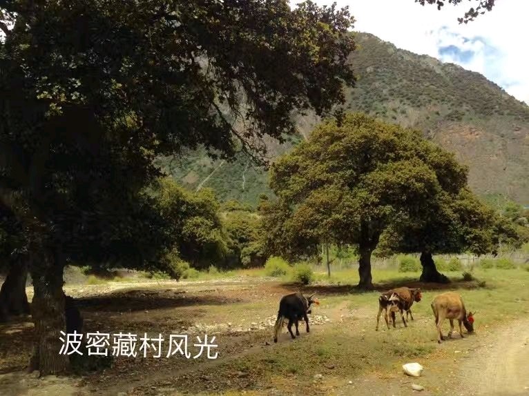 成都到林芝沿途山峰,从成都到林芝走318线路况如何