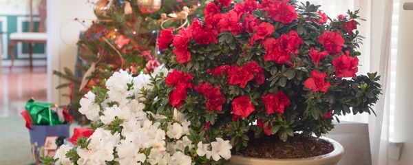 怎样养杜鹃花开的更旺,杜鹃花盆景怎么养护才能长得旺盛