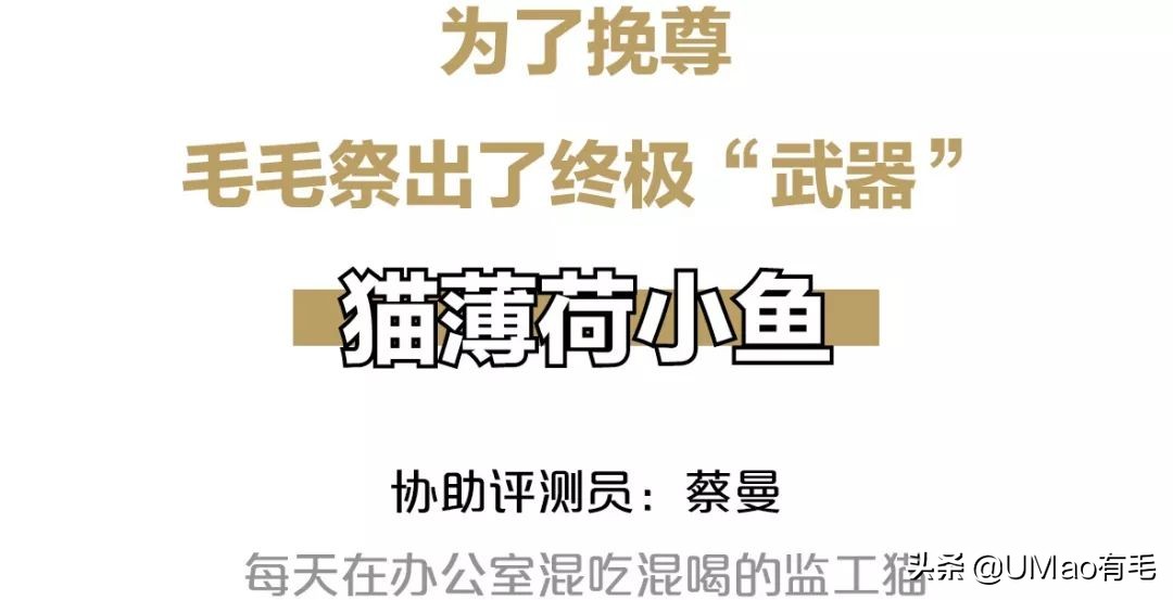 我们败了两款新型“猫*品毒**”孝敬主子，你猜哪种比较受猫欢迎？