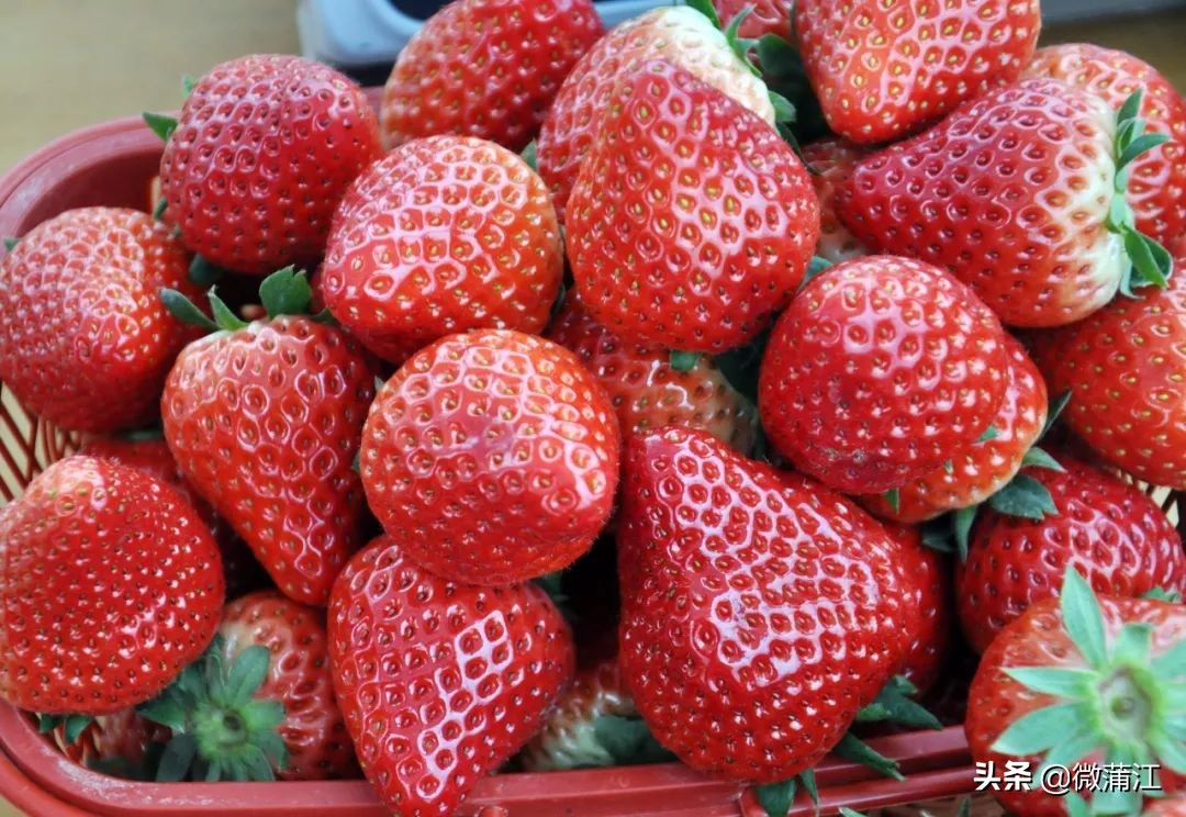 草莓采摘又到了吃草莓的季节,春季草莓采摘的正确打开方式