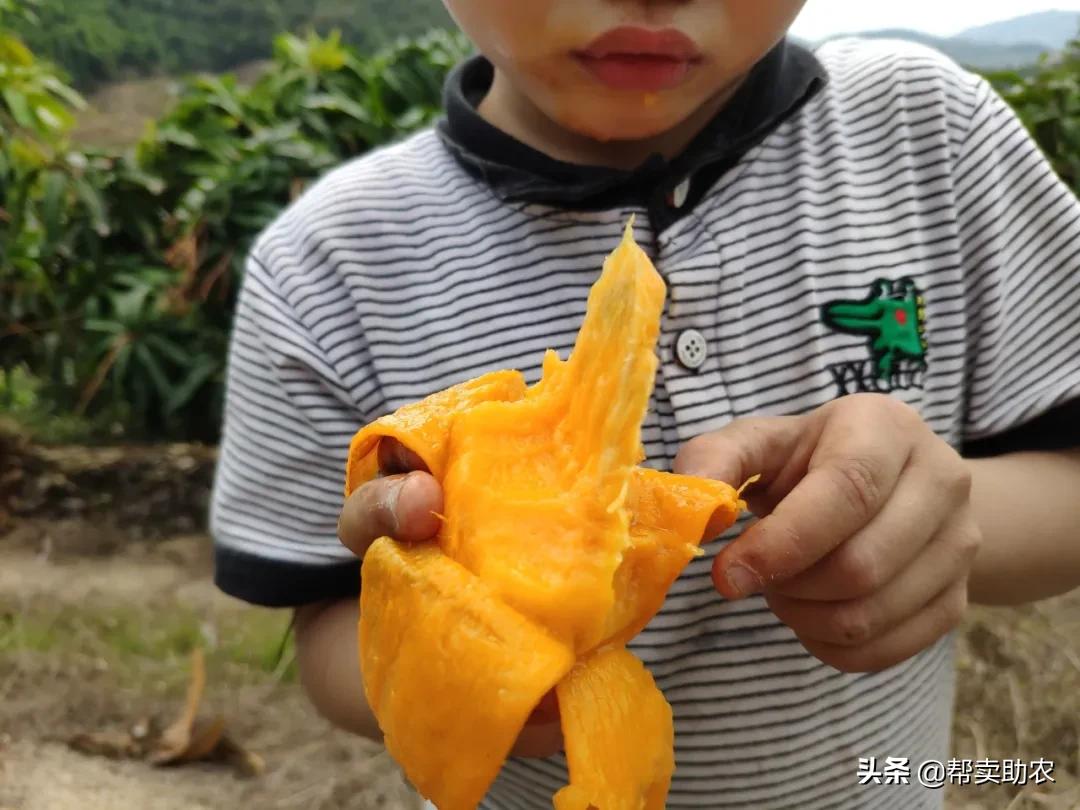 小台芒香甜滑嫩甜而不腻,台芒香甜多汁2.5斤